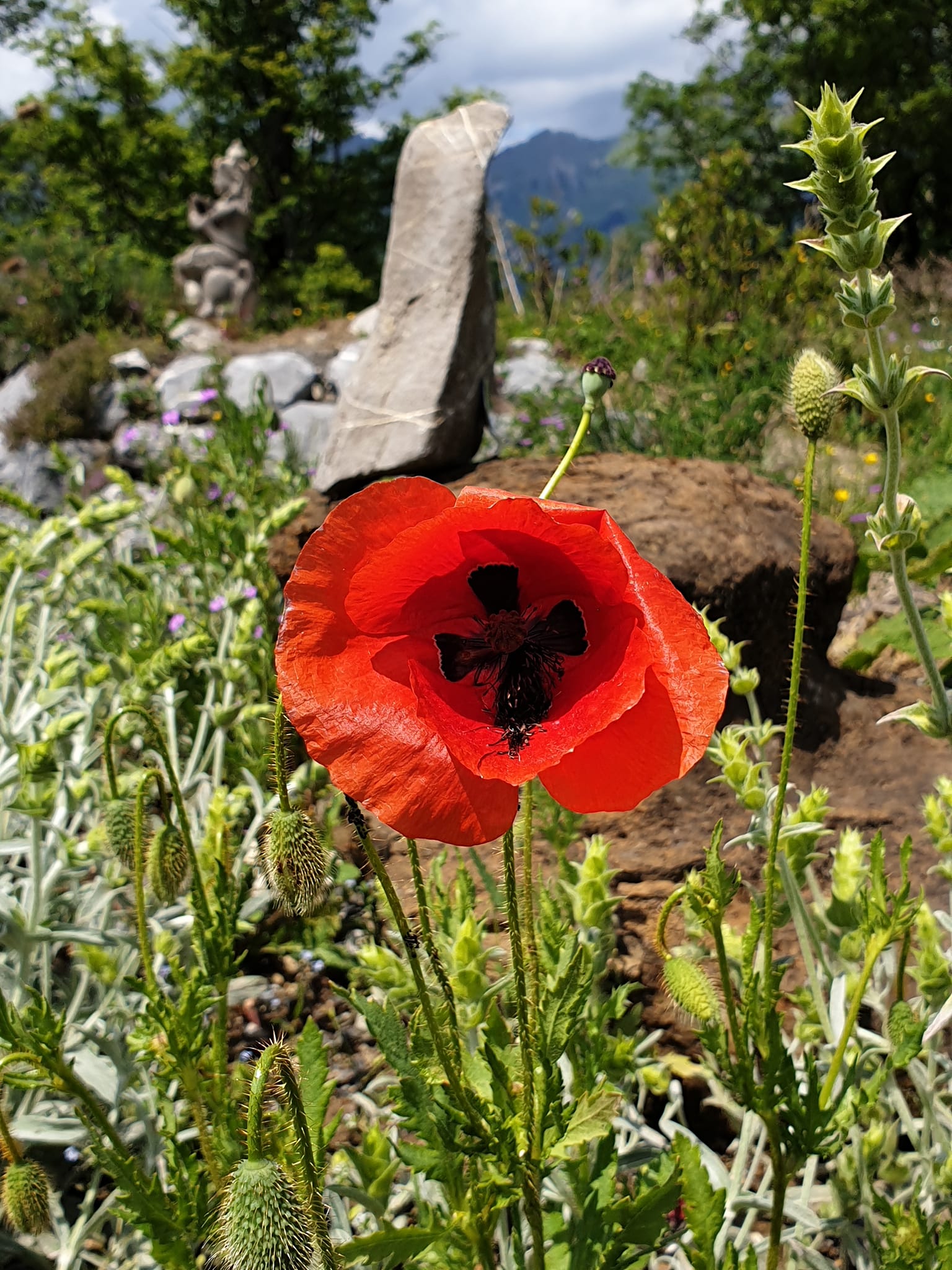 Das Wesen der Giftpflanzen 